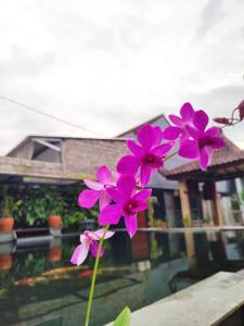 Dendrobium Bantimurung