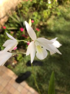 Laelidolaelia Alpha Dove