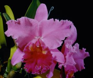 <i>Cattleya</i> Repartee