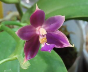 Phalaenopsis Tan Swee Kim
