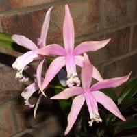 <i>Cattleya</i> Intermezzo