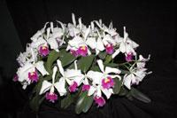<i>Cattleya</i> Invicta