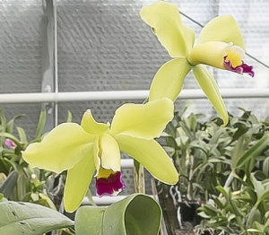 Cattleya Cuiseag