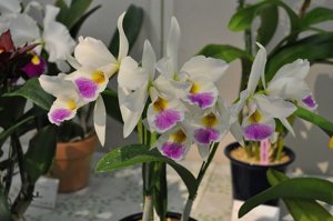 Brassocattleya Tropical Flare