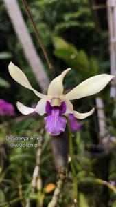 <i>Dendrobium</i> Soerya Aries