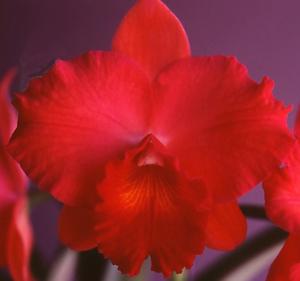 <i>Cattleya</i> Elizabeth and Norman