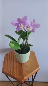 Laeliocattleya James B. Imbody