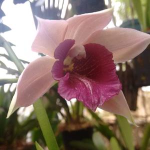 <i>Gastrophaius</i> Cooksoniae