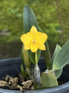 Cattlianthe Faikon Ball