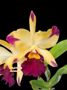 <i>Cattlianthe</i> Danish Charming
