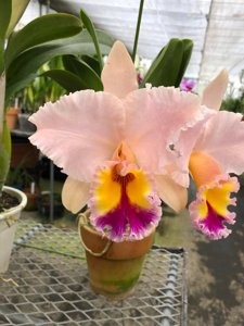 <i>Rhyncholaeliocattleya</i> Royal Birthday