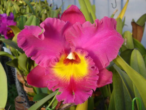 <i>Rhyncholaeliocattleya</i> Ruth Hara (2007)