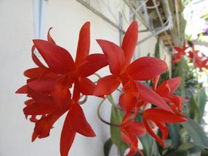 Cattlianthe Eva