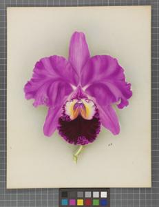 Cattleya Marina