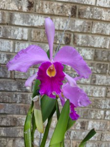 Cattleya Eximia
