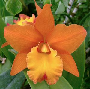 Rhyncholaeliocattleya Hint of Autumn