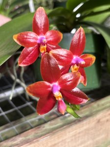 Phalaenopsis Imp's Pride