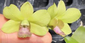 Dendrobium Paskal Kuning