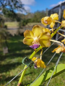 <i>Vandachostylis</i> Pon Washington