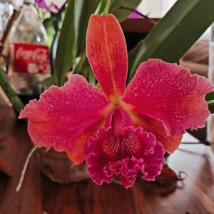 Rhyncholaeliocattleya Regal Red