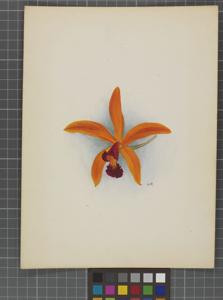 Cattleya Sunray