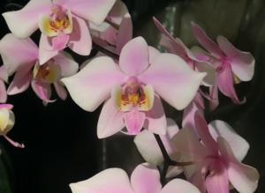 Phalaenopsis Philishill