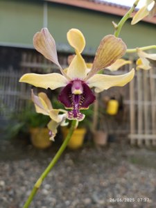 Dendrobium Ririn Triyani