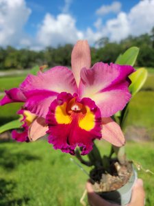 <i>Rhyncholaeliocattleya</i> Kyla Kobayashi
