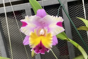 <i>Cattleya</i> Irene's Song