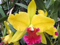 Rhyncholaeliocattleya Hausermann's Symphony
