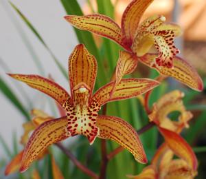<i>Cymbidium</i> Super Freak