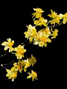 Oncidium Twinkle