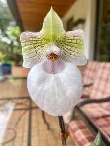 Paphiopedilum Fanaticum