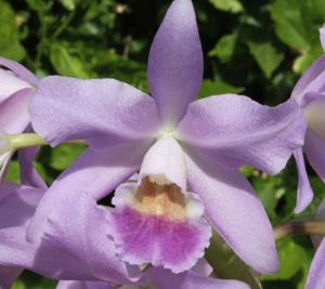 <i>Cattlianthe</i> Pacific Mission