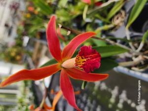 <i>Brassocattleya</i> Bredren's Calypso