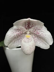 <i>Paphiopedilum</i> Maria Schlieker