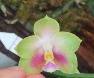Phalaenopsis Zheng Min Muscadine