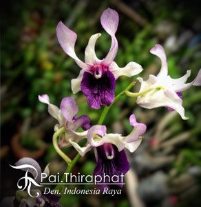Dendrobium Indonesia Raya