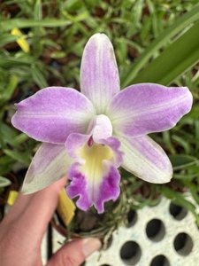<i>Cattleya</i> rupestris-alaorii