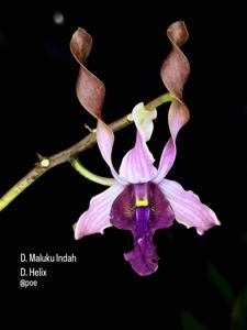 Dendrobium Jon Vandy