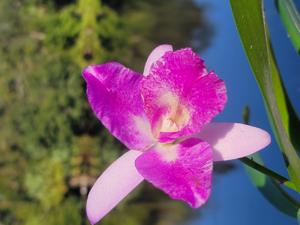 <i>Brassocatanthe</i> Hilda Takamatsu