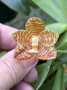 <i>Phalaenopsis</i> Tejas Verdant