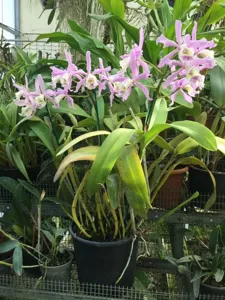 Cattleya Tresederiana