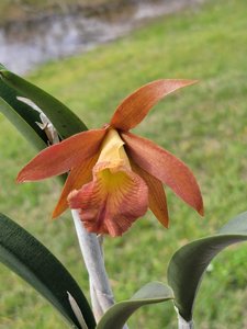 <i>Rhynchobrassoleya</i> Chapulin Colorado