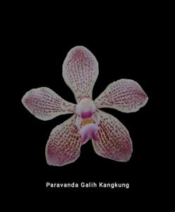 Paravanda Galih Kangkung