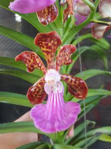 Papilionanda Paksorn Fragrance