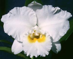 <i>Rhyncholaeliocattleya</i> Burdekin Pearl