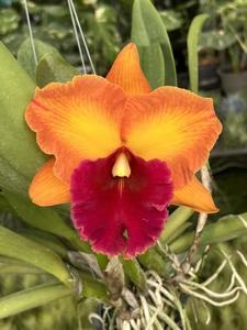 <i>Rhyncholaeliocattleya</i> Thaksina City