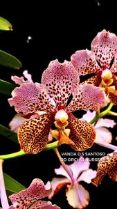 Vanda D S Santoso