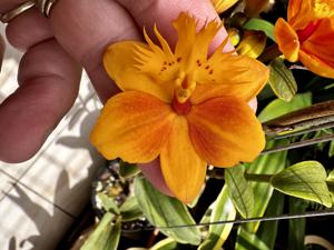 Epidendrum Pacific Glory